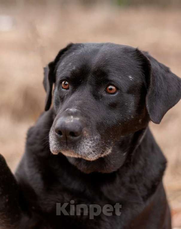 Собаки в Москве: Черный лабрадор Лорейн в добрые руки Девочка, Бесплатно - фото 7