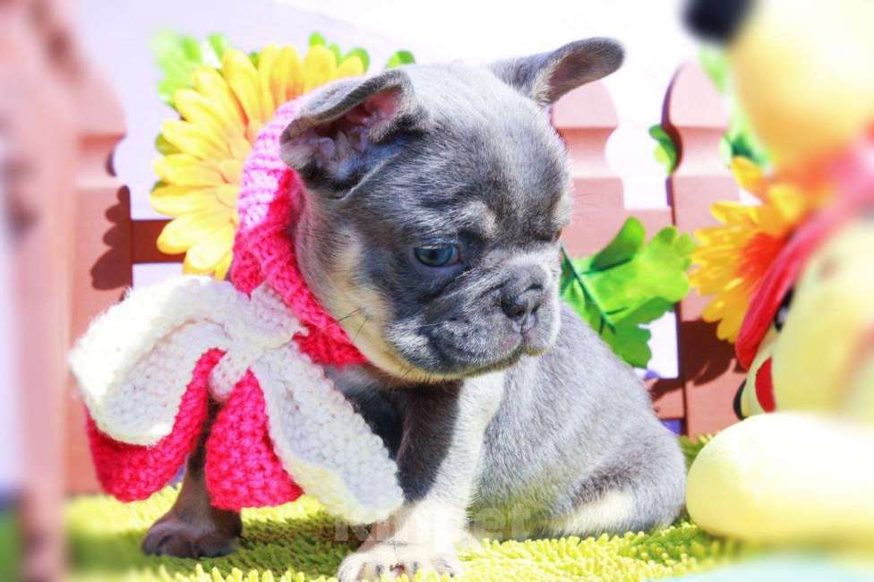 Собаки в Москве: Афина Девочка, 80 000 руб. - фото 5