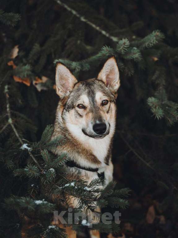 Собаки в Москве: Милая Корица ищет дом Девочка, Бесплатно - фото 4