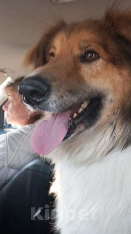 Собаки в Санкт-Петербурге: Отдам собаку бесплатно. Мальчик, Бесплатно - фото 2