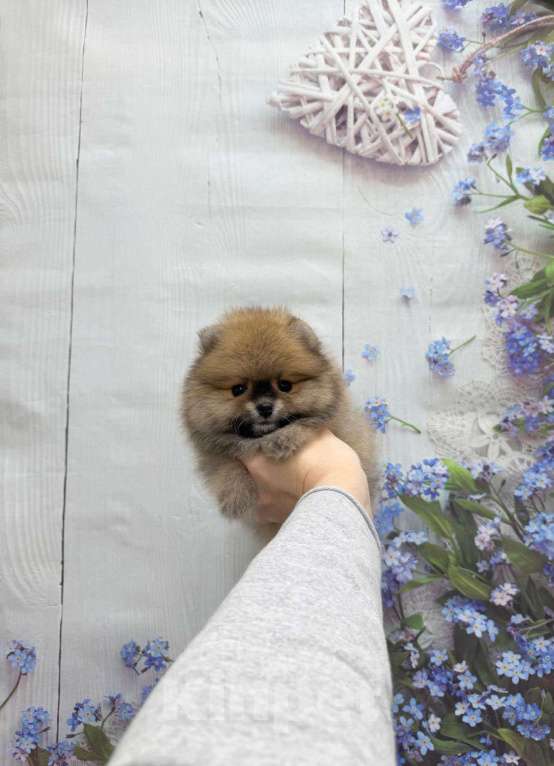 Собаки в Москве: Шикарный мальчик Мальчик, 25 000 руб. - фото 1