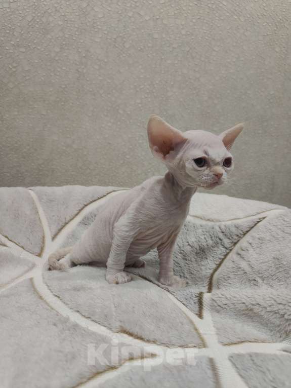 Кошки в Москве: Питомник предлагает котёнка Девон-Рекс Мальчик, 55 000 руб. - фото 5
