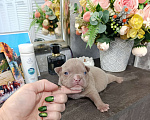 Собаки в Краснодаре: Мальчики американского булли  Мальчик, 100 000 руб. - фото 4