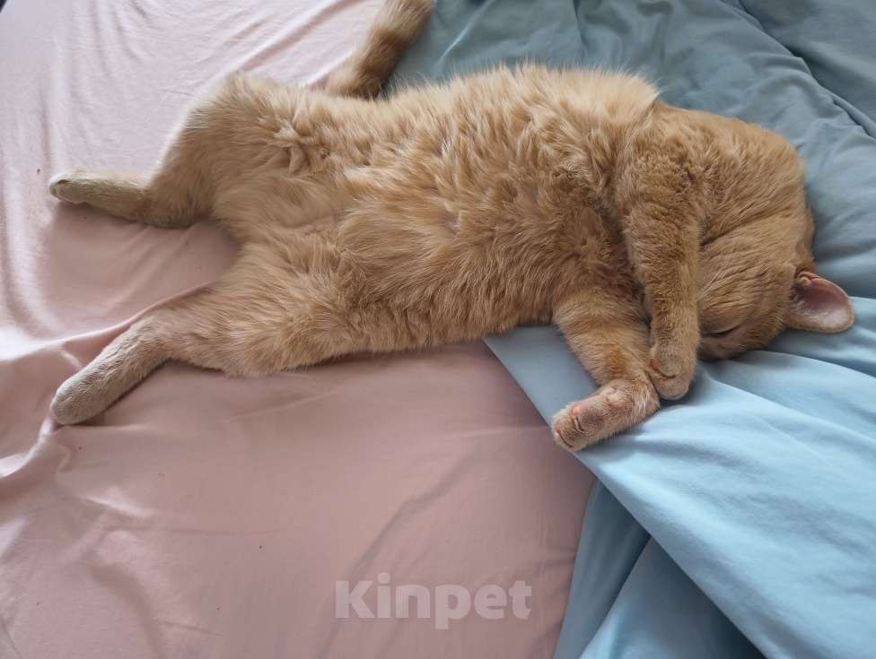 Кошки в Новосибирске: отдам в добрые руки Мальчик, Бесплатно - фото 5