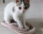 Кошки в Краснодаре: Котенок в добрые руки Девочка, Бесплатно - фото 2