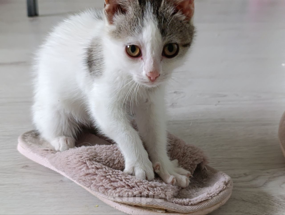 Кошки в Краснодаре: Котенок в добрые руки Девочка, Бесплатно - фото 2