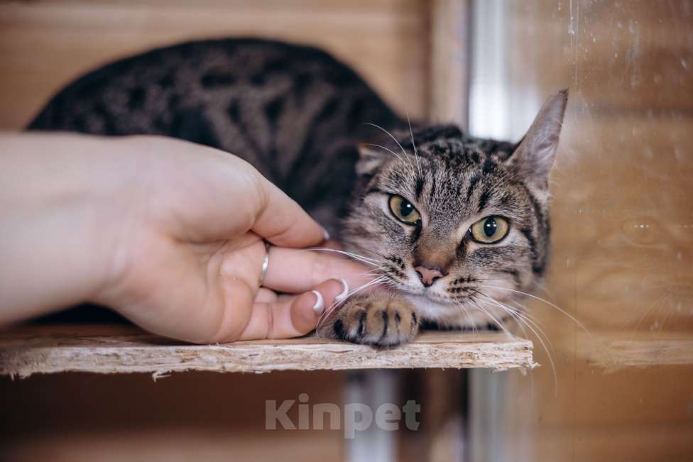 Кошки в Видном: Фрее нужен дом Девочка, Бесплатно - фото 2