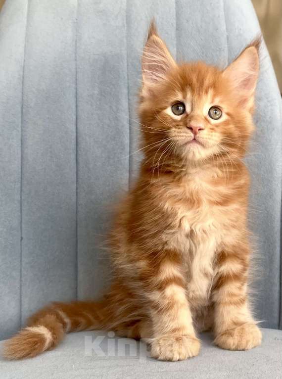 Кошки в Санкт-Петербурге: Мальчик Кинг Мальчик, 70 000 руб. - фото 4
