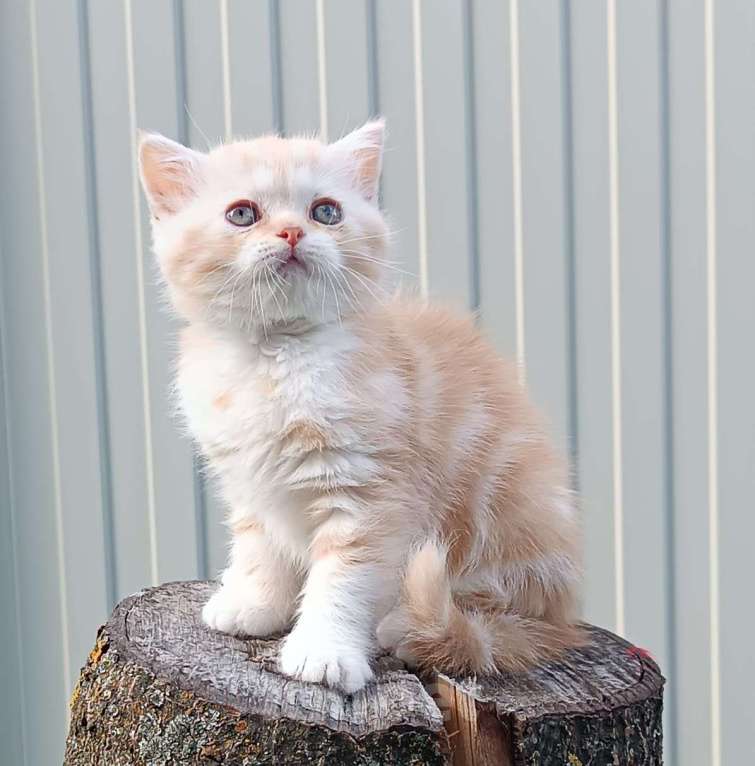 Кошки в Воронеже: Шотландские котята Мальчик, Бесплатно - фото 1