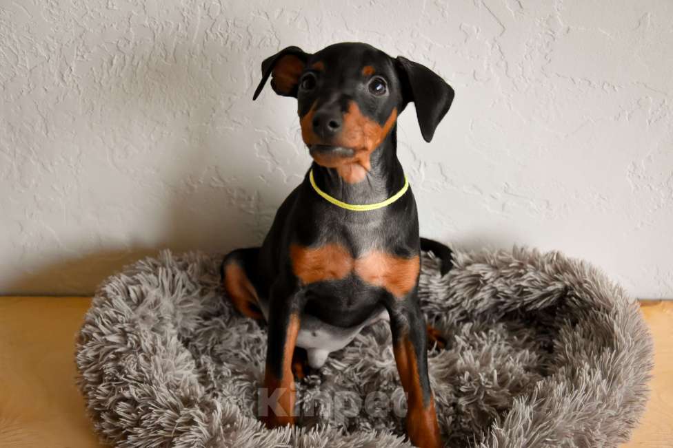 Собаки в Краснодаре: Щенки Цвергпинчер РКФ Разнополые, 40 000 руб. - фото 8