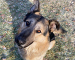 Собаки в Одинцово: Шонни ищет дом Мальчик, Бесплатно - фото 1