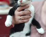 Кошки в Астрахани: Отдам котят Разнополые, Бесплатно - фото 4