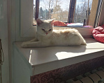 Кошки в Москве: Шотландские котята  Мальчик, 10 000 руб. - фото 1