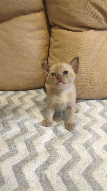 Кошки в Москве: Бурманский котенок Мальчик, 25 000 руб. - фото 1