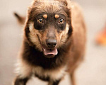 Собаки в Москве: Озорной малыш Рэдди ищет друга. Мальчик, Бесплатно - фото 5