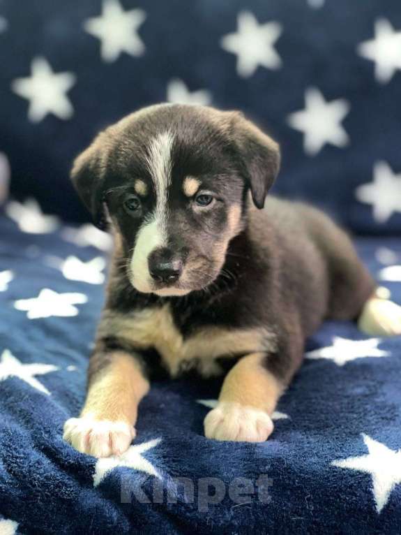 Собаки в других городах Московской области: Щенки Мальчик, 1 000 руб. - фото 7