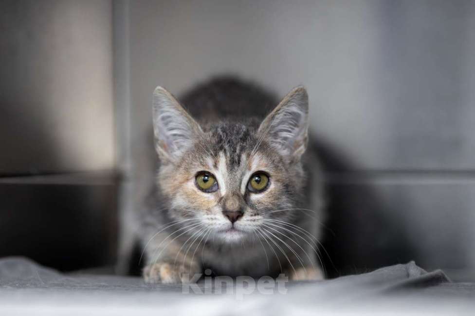 Кошки в Москве: Пиклс Мальчик, Бесплатно - фото 5