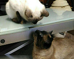 Кошки в Климовске: Тайский (Сиамский) кот. Вязка.Случка. , 2 000 руб. - фото 4