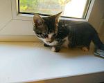 Кошки в Арзамасе: Котятки Мурзик, лапочка и бабочка, 50 руб. - фото 4