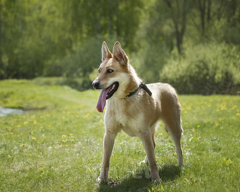 Собаки в Москве: Рыжая лисичка Белла в добрые руки Девочка, Бесплатно - фото 7