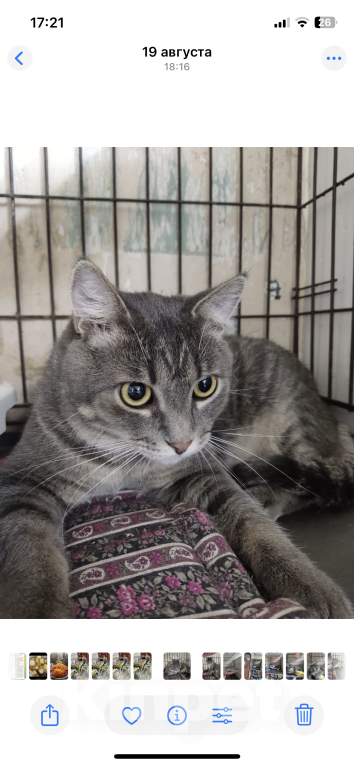 Кошки в Москве: Котик с золотисто-зелеными глазами ищет ма и па Мальчик, 100 руб. - фото 3