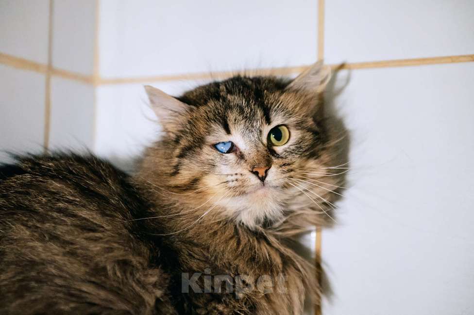 Кошки в других городах Московской области: Лакрица мечтает найти свой дом Девочка, Бесплатно - фото 4