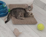 Кошки в Саранске: Котенок Мурзик ищет дом!  Мальчик, Бесплатно - фото 2