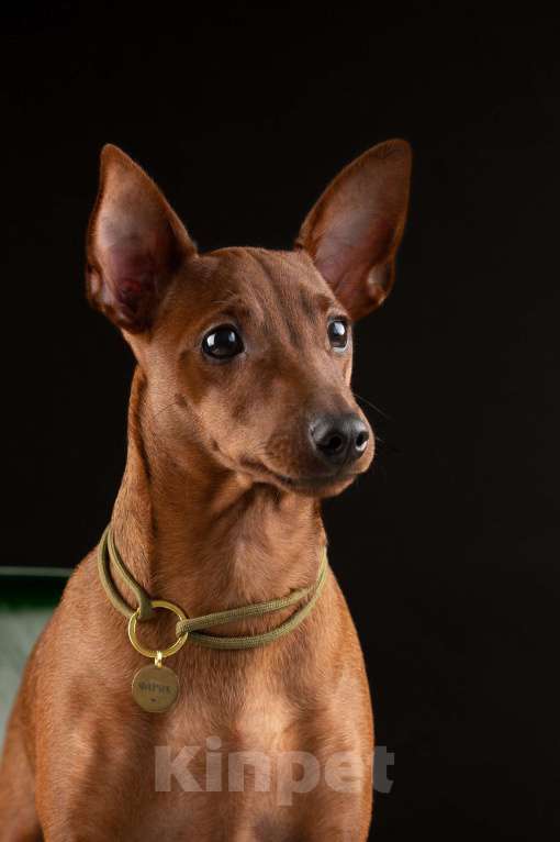 Собаки в Санкт-Петербурге: Щенки цвергпинчера Мальчик, 65 000 руб. - фото 2