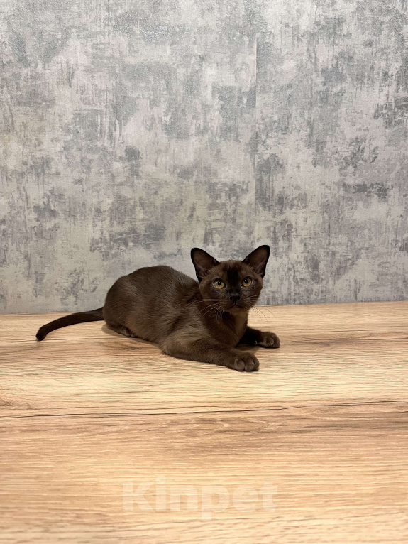 Кошки в Казани: Европейская бурма Девочка, 80 000 руб. - фото 2