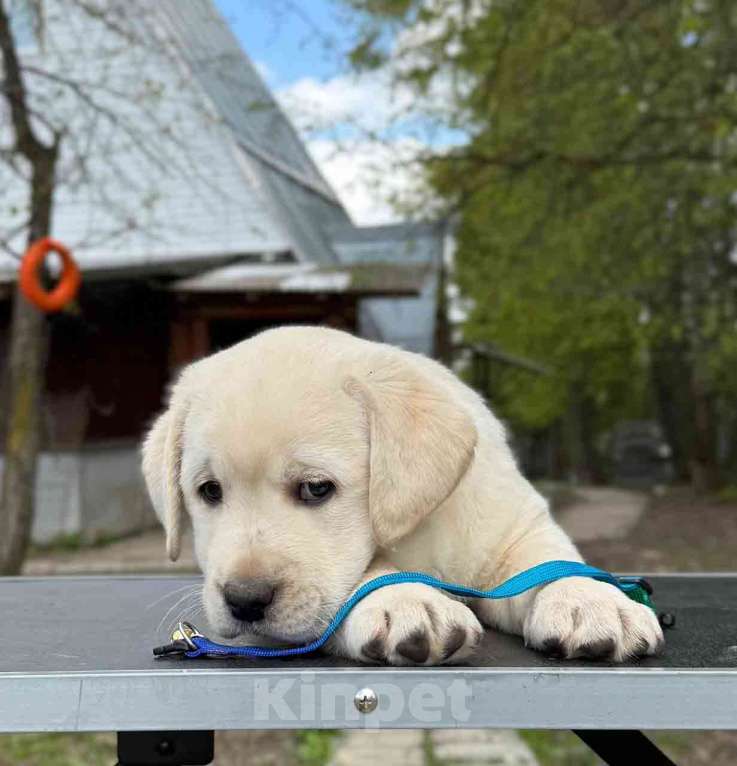 Собаки в Москве: Лабрадор щенок палевый девочка Девочка, 70 000 руб. - фото 6