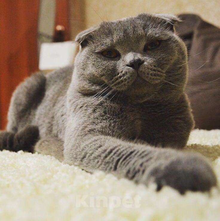 Кошки в Одинцово: Кот на вязку, 2 000 руб. - фото 1