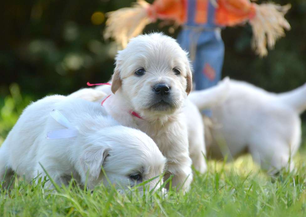Собаки в Москве: Щенки золотистого ретривера. Мальчик, Бесплатно - фото 5