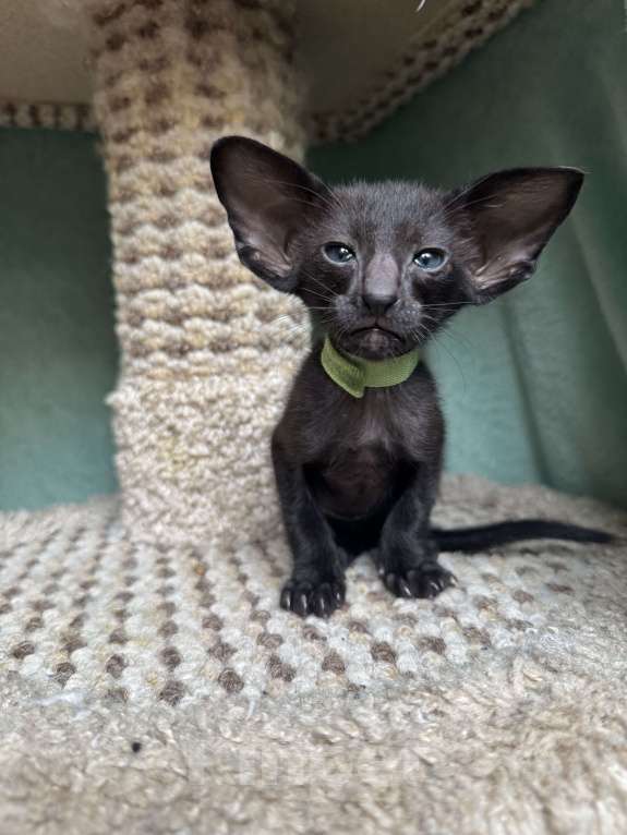 Кошки в Москве: Предлагается к бронированию  Мальчик, 70 000 руб. - фото 1