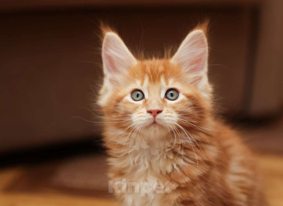 Кошки в Москве: Котенок мейн-кун Мальчик, 70 000 руб. - фото 3