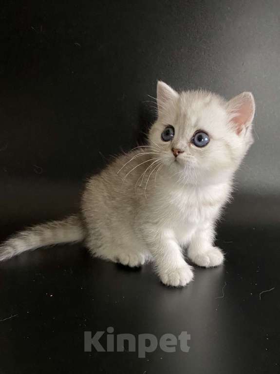 Кошки в Москве: Алечка. Девочка, 35 000 руб. - фото 2