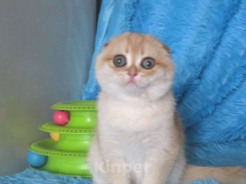 Кошки в Москве: роскошная золотая шиншилла Девочка, Бесплатно - фото 1