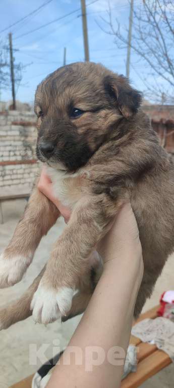 Собаки в Волгограде: Щенки метисы овчарки Мальчик, 1 000 руб. - фото 1