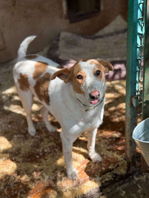 Собаки в Москве: Веснушка, девочка поцелованная солнцем Девочка, Бесплатно - фото 4