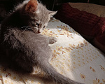 Кошки в Санкт-Петербурге: Котенок в очень добрые ручки , метис Шотландской и британской пород Мальчик, 300 руб. - фото 3