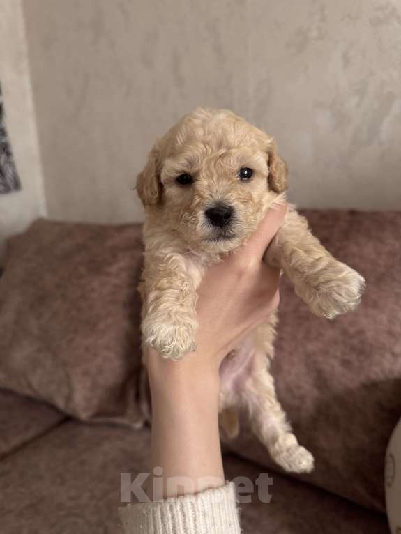 Собаки в Ростове-на-Дону: Щенки  Мальчик, 55 000 руб. - фото 3