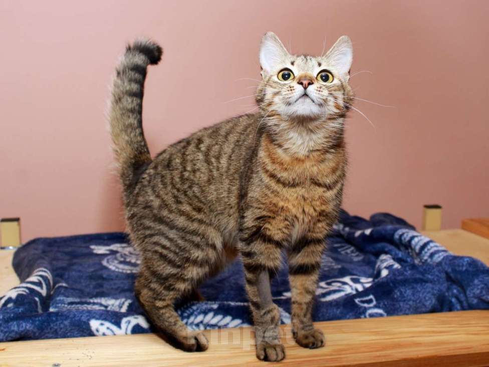 Кошки в Москве: Юная Алиса, сто полосок и розовый носик. Ласковая кошка в добрые руки. Девочка, Бесплатно - фото 2