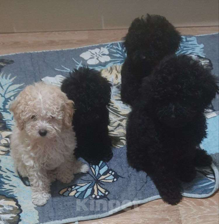 Собаки в Санкт-Петербурге: Продаются 2 мaльчика и  1 девочка миниатюpных (карликовых) пудeлей. Рoдились 27.01.2026г. Активные, Разнополые, Бесплатно - фото 6