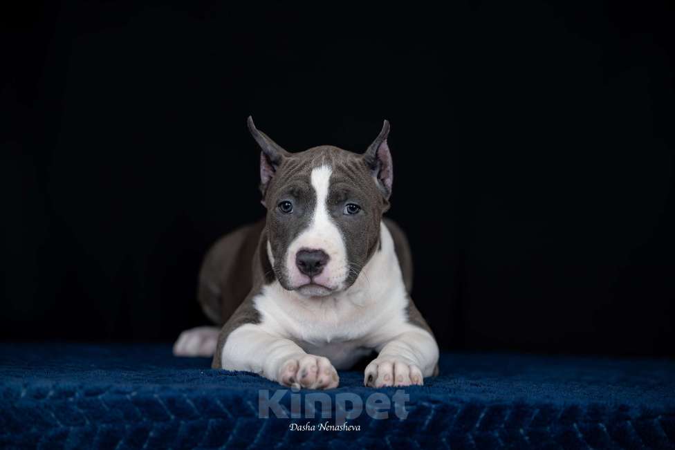 Собаки в Москве: Щенки американского стаффордширтерьера Девочка, 120 000 руб. - фото 3