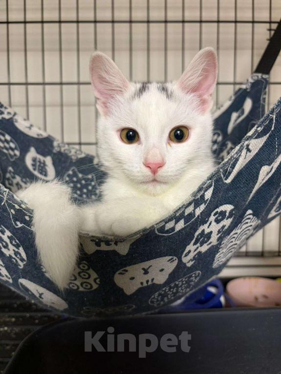 Кошки в Москве: Котёнок Беляшик в добрые руки Мальчик, Бесплатно - фото 1