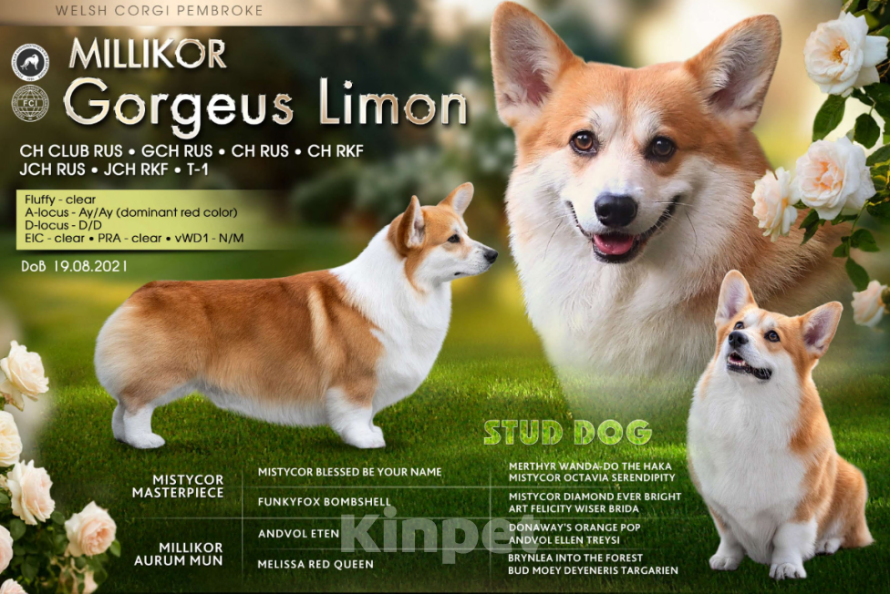 Собаки в Анапе: Племенной кобель вельш корги пемброк Мальчик, Бесплатно - фото 1