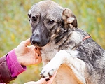 Собаки в Москве: Эльза Девочка, Бесплатно - фото 3