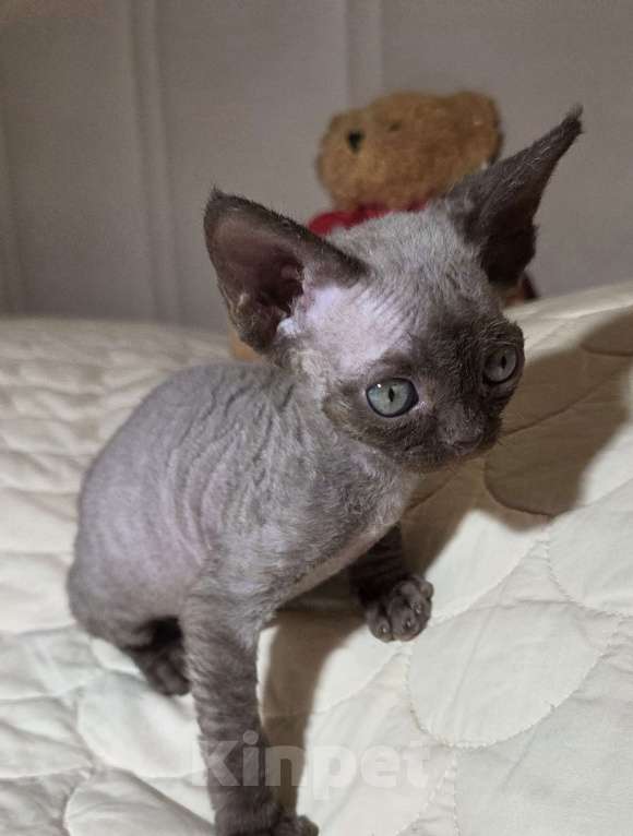 Кошки в Москве: Котенок Девон рекс Девочка, 85 000 руб. - фото 6