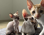 Кошки в Мытищах: Котята Корниш-рекс Мальчик, 35 000 руб. - фото 1