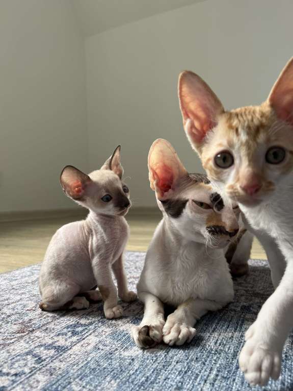 Кошки в Мытищах: Котята Корниш-рекс Мальчик, 35 000 руб. - фото 1