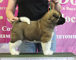 Собаки в Ангарске: Мальчик Американской Акиты  Мальчик, 120 000 руб. - фото 3